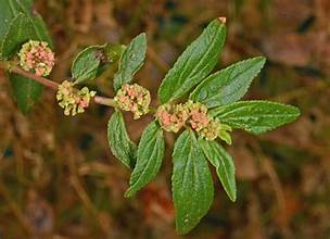 Euphorbia hirta